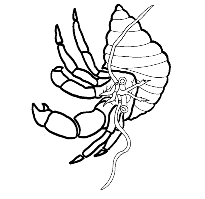 Invertebrates Coloring Pages Sketch Coloring Page